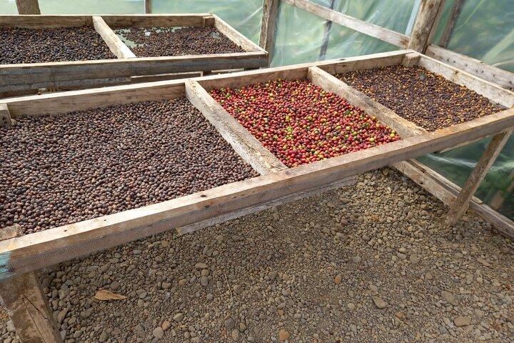 Cultural: Coffee & Chocolate Tour + Wildlife Watching