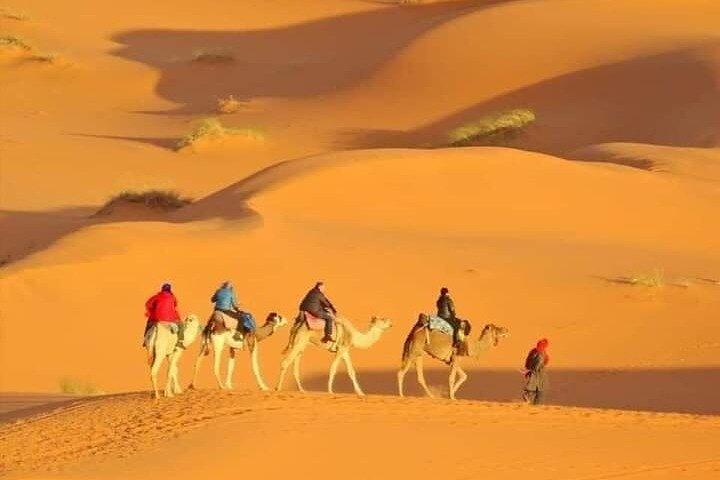 Private Morning Desert Safari with Camel Ride Falcon Photos
