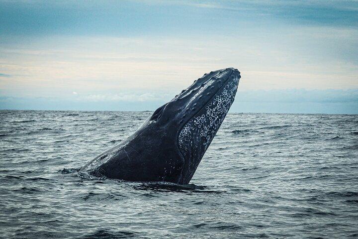 Open Ocean Safari and Whale Watching
