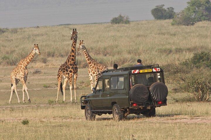 3-Day Mid-Range Jambo Masai Mara Safari on 4x4 Land Cruiser Jeep