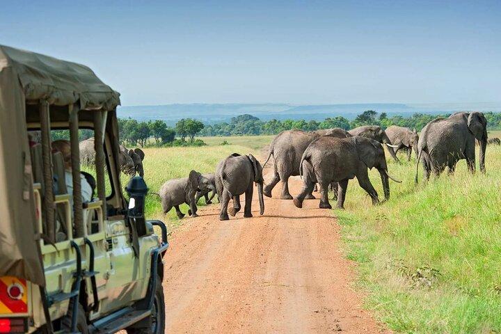 3-Day Mid-Range Jambo Masai Mara Safari on 4x4 Land Cruiser Jeep
