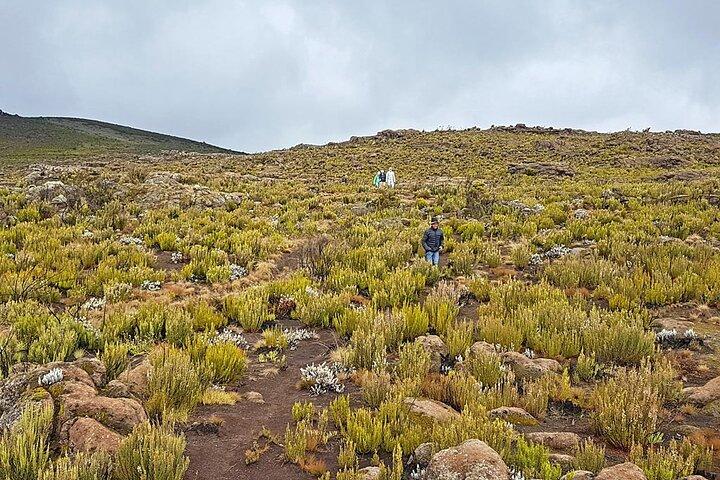 Private 1 Day Hike in Kilimanjaro Mountain
