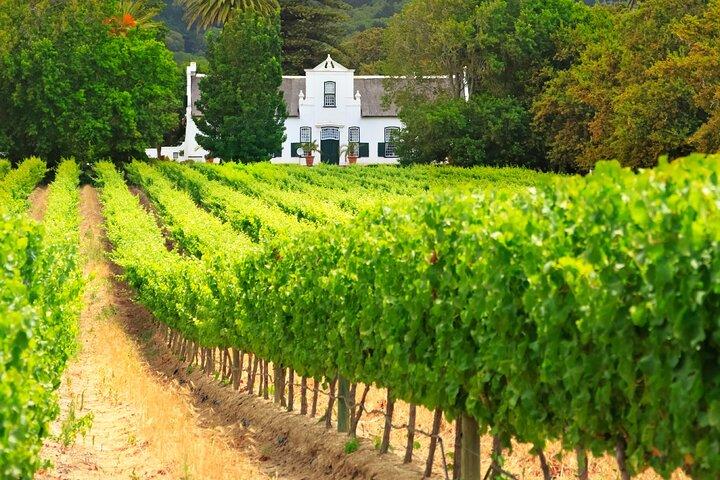 Wine Route Half Day Tour in Cape Town