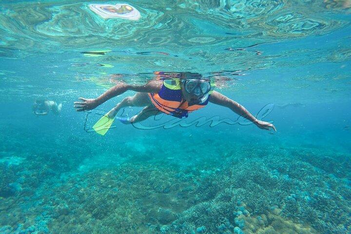 Swim with Manta Rays : Snorkeling Day Trip from Bali