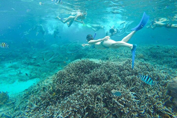 Swim with Manta Rays : Snorkeling Day Trip from Bali