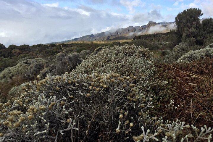5 Day Marangu Route