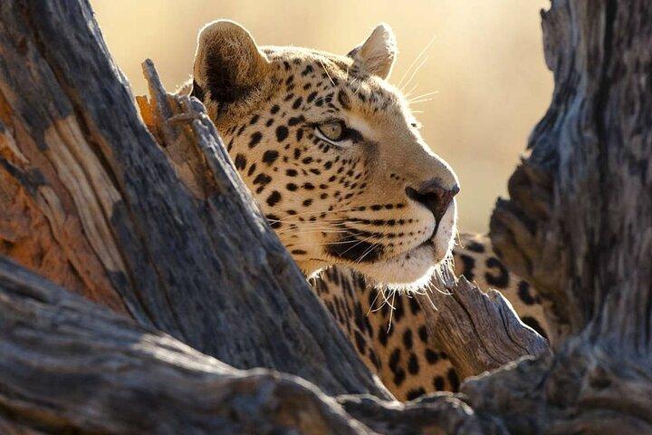Big Five Luxury Safari in Tanzania