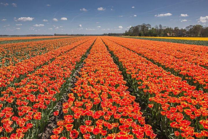 Day Trip to Famous Tulip Route in Noordoostpolder From Amsterdam