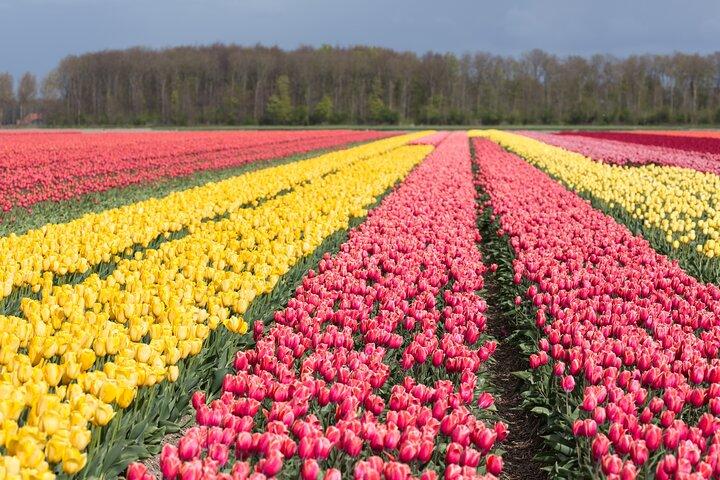 Day Trip to Famous Tulip Route in Noordoostpolder From Amsterdam