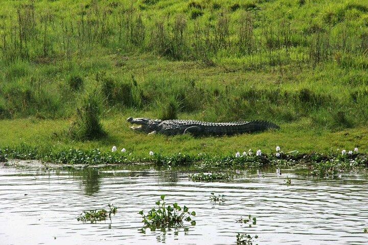 3 Days and 2 Nights Chitwan National Park Safari Tour in Pokhara