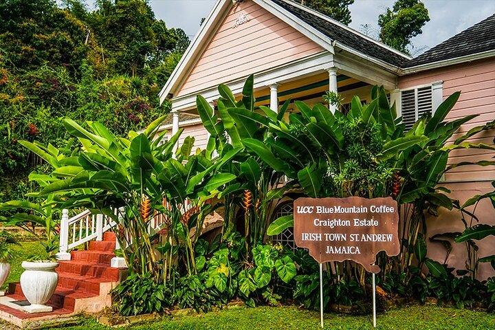 Exotic Blue Mountain Coffee Tour