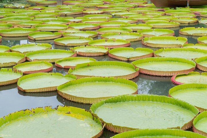 Phuket Giant Water Lilies & Temple Private Tour