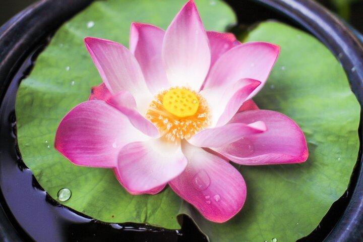 Phuket Giant Water Lilies & Temple Private Tour