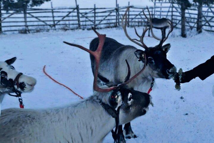Levi Reindeer Safari - Long or Quick - with Sledge Ride