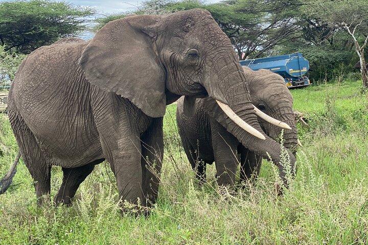 Private Tour in Arusha National Park