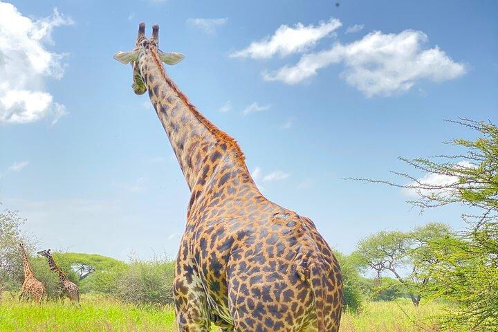 3-Days Arusha National Park-Tarangire park - Ngorongoro Crater