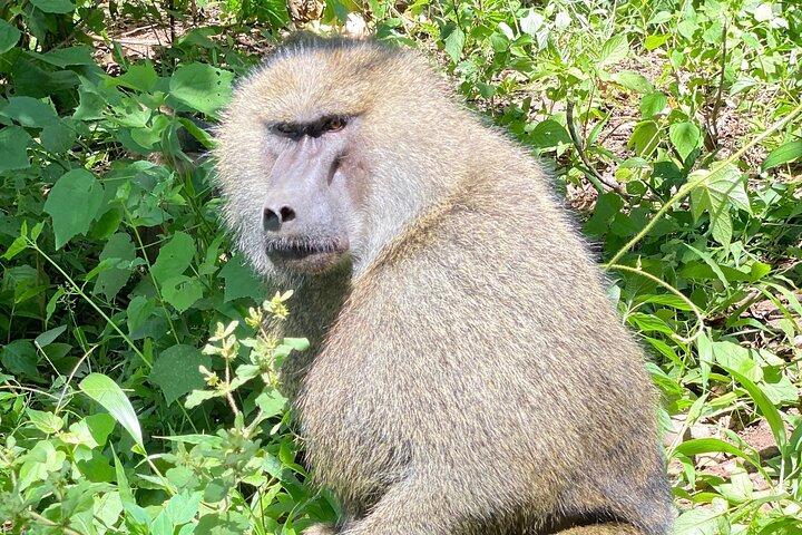 3-Days Arusha National Park-Tarangire park - Ngorongoro Crater