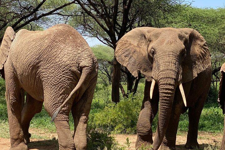 3-Days Arusha National Park-Tarangire park - Ngorongoro Crater