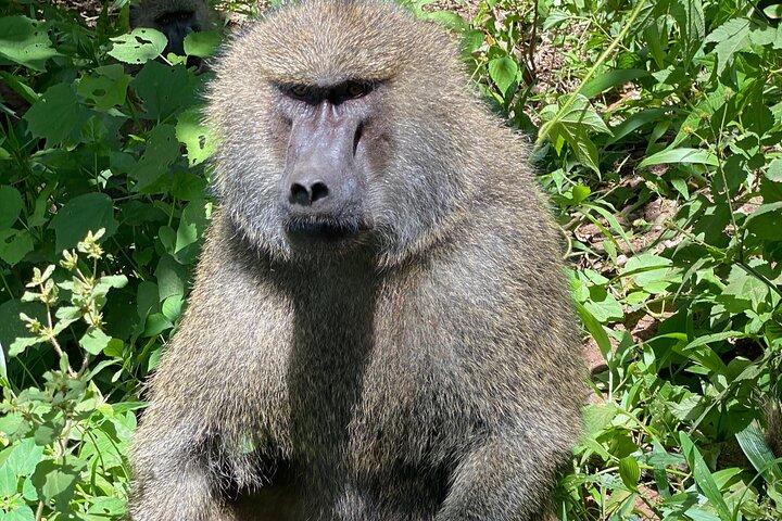 3-Days Arusha National Park-Tarangire park - Ngorongoro Crater