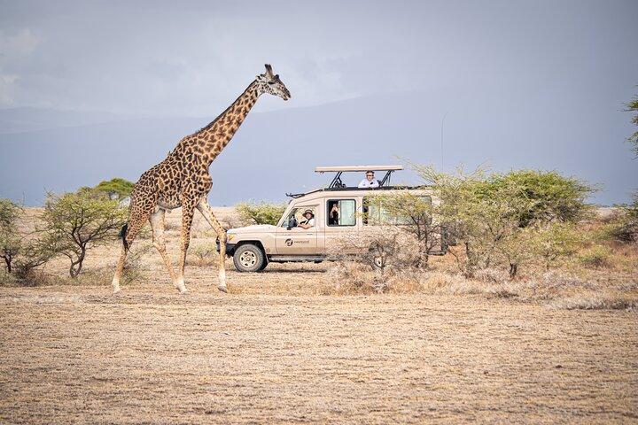 Tanzania Simba Safari - 5 Days