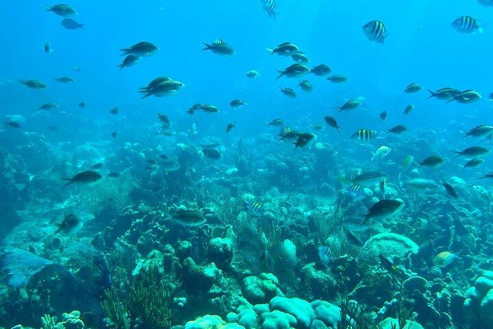 Catalina Island Snorkeling Tour with Lunch, Beach & Chavón River