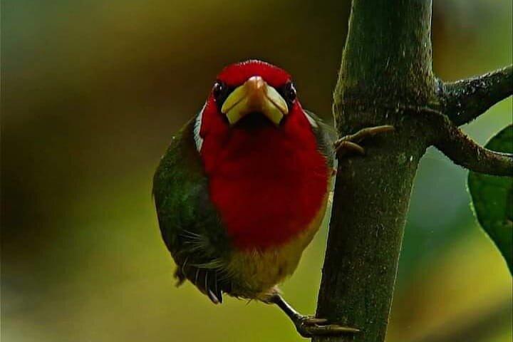 Mindo Birding: 25 + Species for Amateurs & Pros.