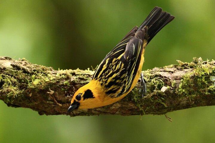 Mindo Birding: 25 + Species for Amateurs & Pros.