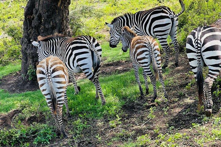 5 Days Northern Migration Budget Safari.