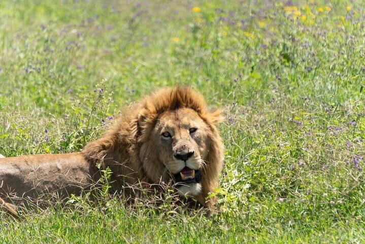 5 Days Northern Migration Budget Safari.