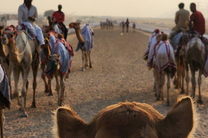 90 Minutes Guided Cultural Camel Riding in Dubai