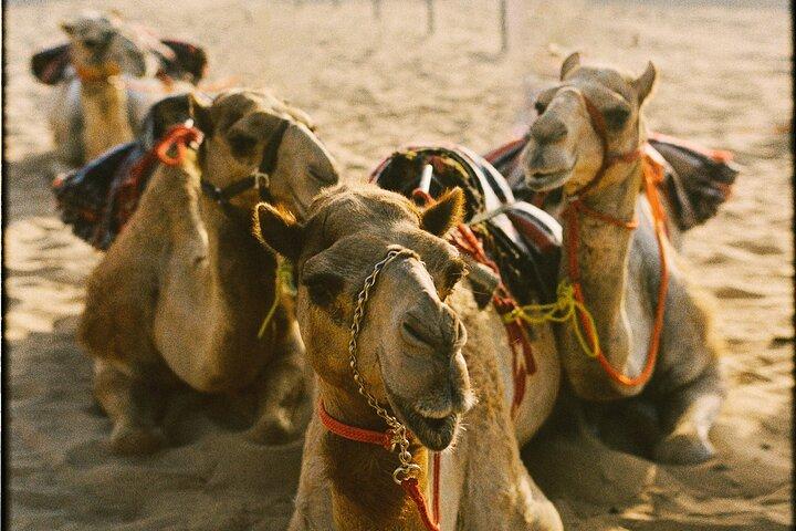 90 Minutes Guided Cultural Camel Riding in Dubai