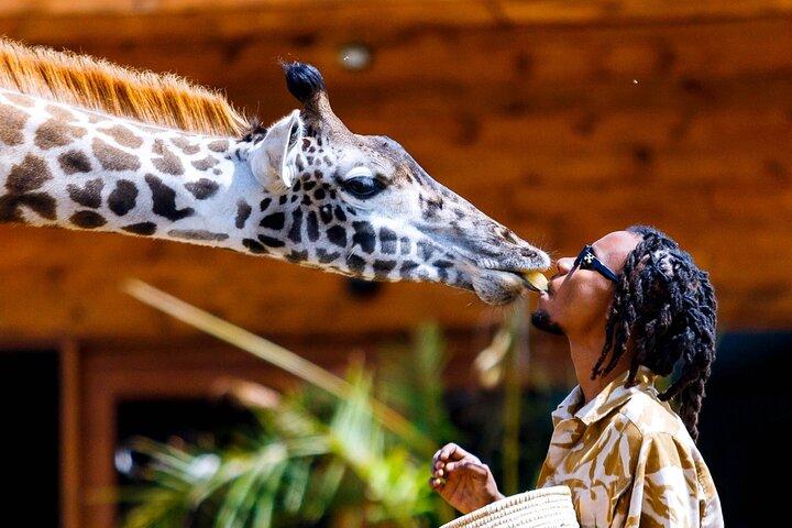 Serval Wildlife Safari, Materuni Waterfall Hike and Coffee Tour