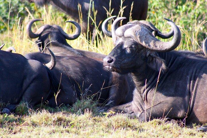 Cape Town Safari Full Day Tour