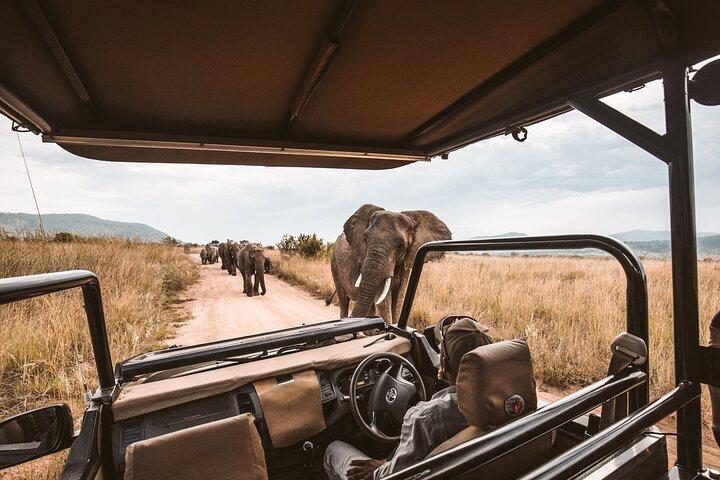 Cape Town Safari Full Day Tour