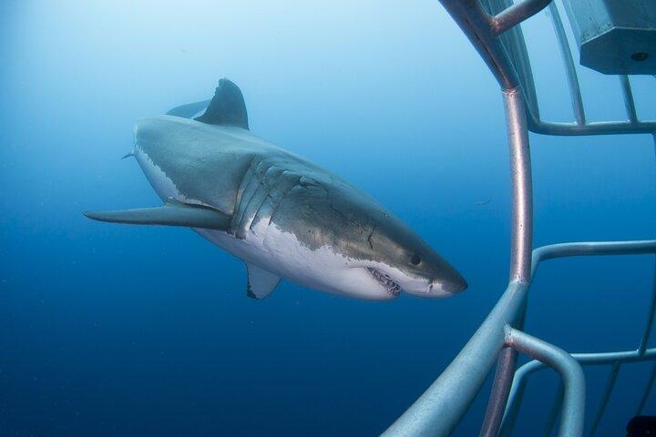White Shark Cage Full Day Tour in Cape Town