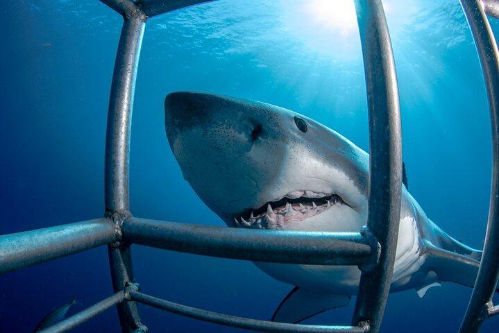 White Shark Cage Full Day Tour in Cape Town