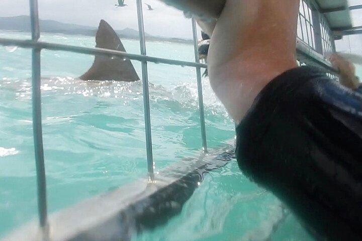 White Shark Cage Full Day Tour in Cape Town