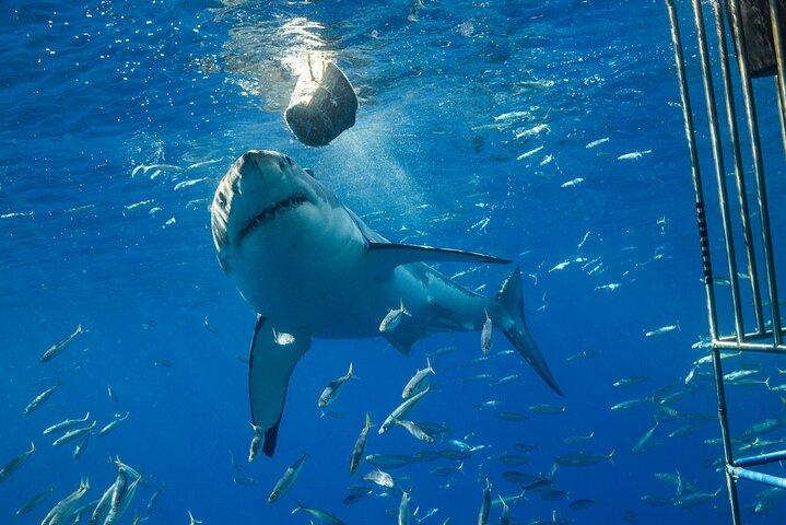 White Shark Cage Full Day Tour in Cape Town