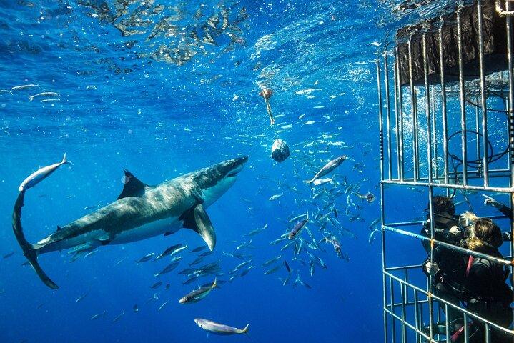 White Shark Cage Full Day Tour in Cape Town