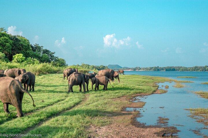 Sigiriya & Minneriya Safari Tour from Colombo