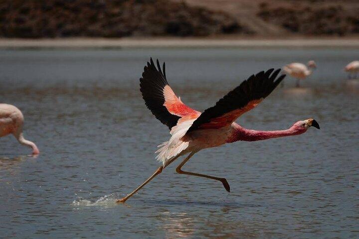 5-Day Private Journey: Salar de Uyuni & Altiplano Landscapes