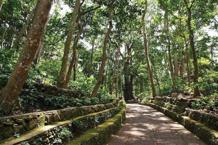 Ubud Tour With Monkey Forest, Rice Terrace, Waterfall, Temple