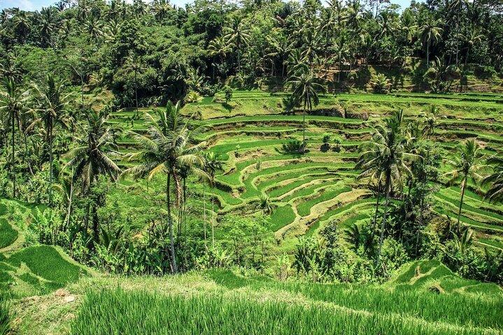 Ubud Tour With Monkey Forest, Rice Terrace, Waterfall, Temple