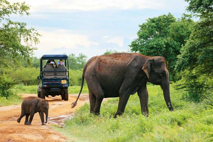 Udawalawe Safari Tour from Tangalla