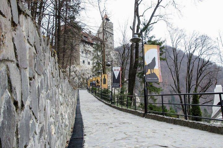 Day Trip Bear Sanctuary, Bran Castle, Rasnov Fortress from Brasov