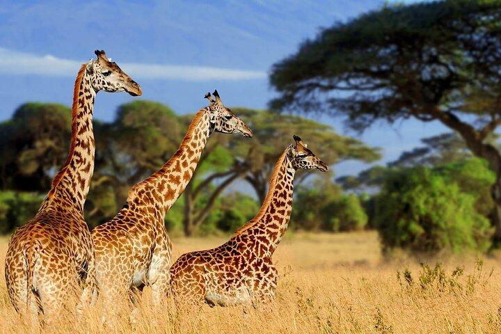 4 Days scenic Tarangire, Ngorongoro, Serengeti Group Safari