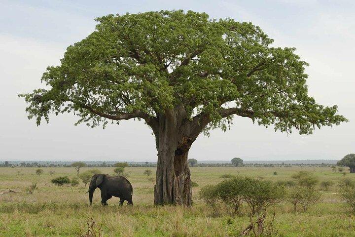 4 Days scenic Tarangire, Ngorongoro, Serengeti Group Safari