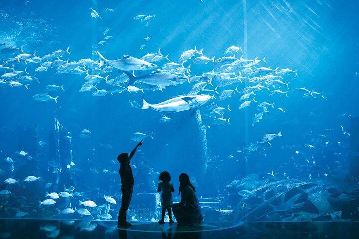 Admission to Lost Chamber Aquarium