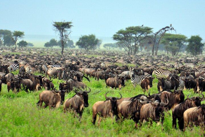 4-Day Tour to Tarangire, Serengeti and Ngorongoro