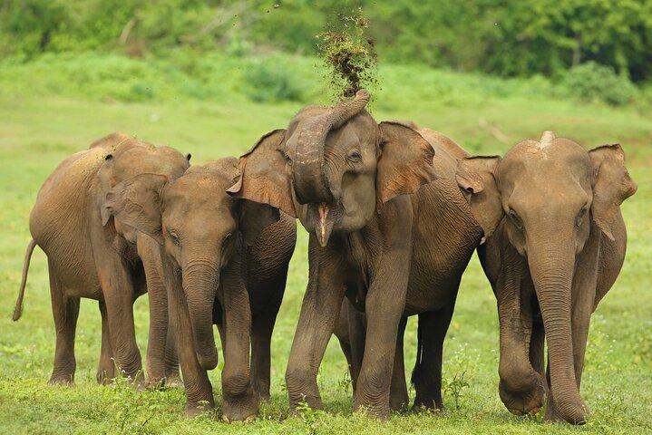Everything in Udawalawe (Safari, Accommodation with Half Board)